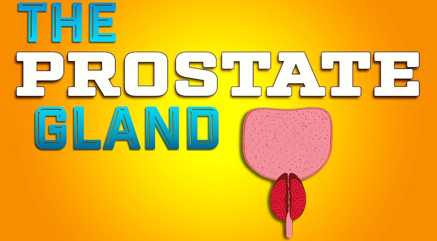 Prostate What Does It Do Functions Banner
