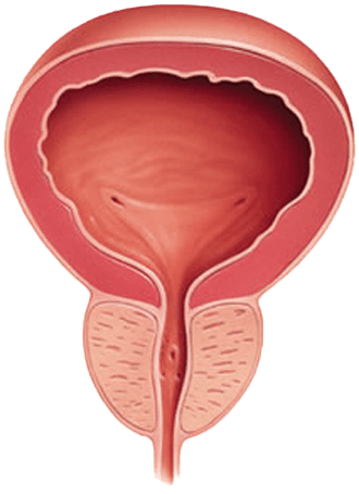 an illustration of bladder after using ProstaGenix