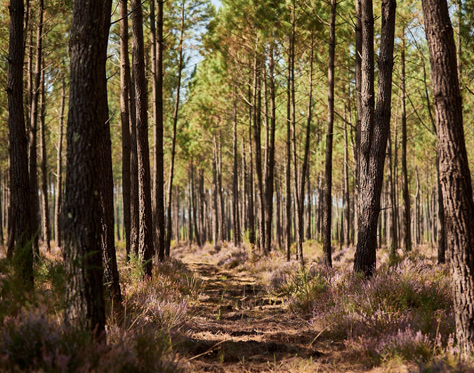 path in forest